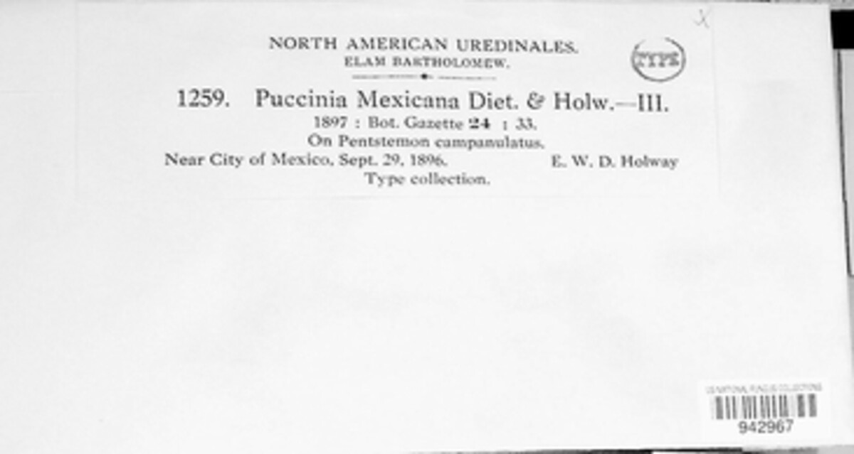 Puccinia mexicana image